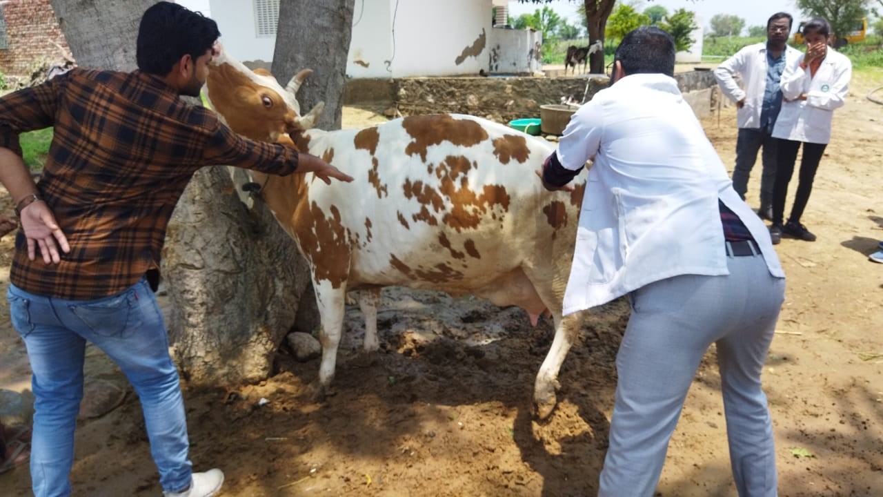 Free Animal Treatment Camp Done at Village- DOLA KA BAS, CHOMU